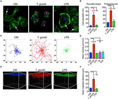 Toxoplasma-Induced Hypermigration of Primary Cortical Microglia Implicates GABAergic Signaling